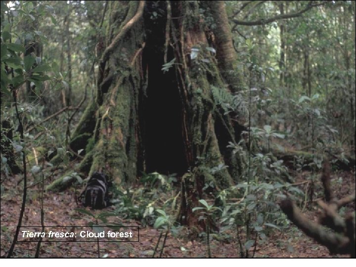 Tierra fresca: Cloud forest 