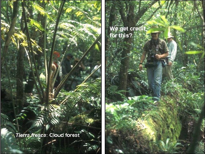 We get credit for this? Tierra fresca: Cloud forest 
