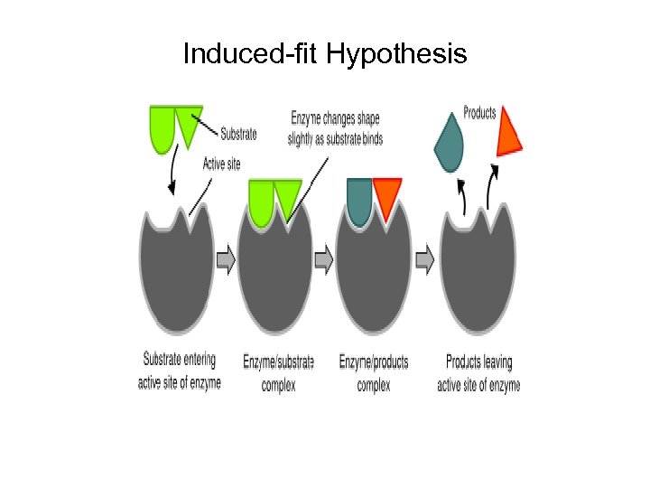 Induced-fit Hypothesis 