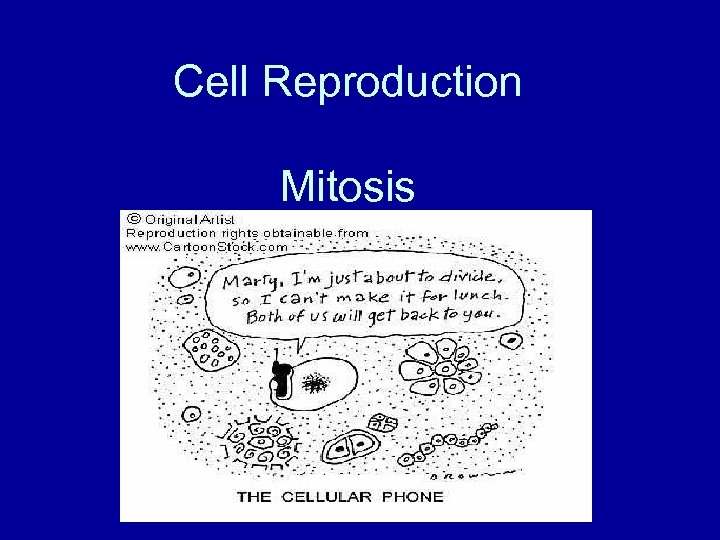 Cell Reproduction Mitosis 