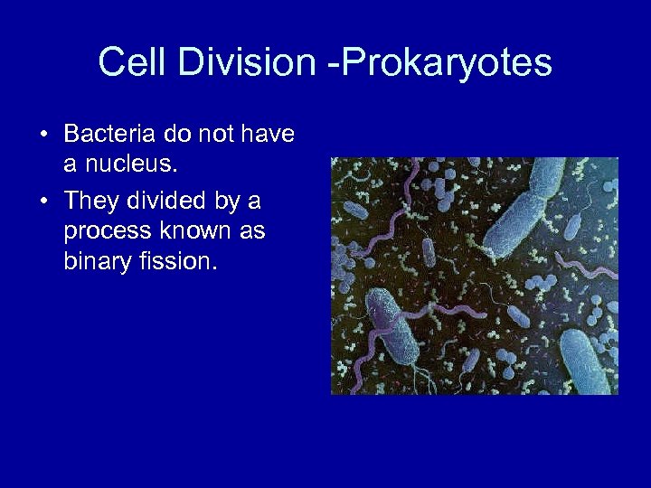 Cell Division -Prokaryotes • Bacteria do not have a nucleus. • They divided by