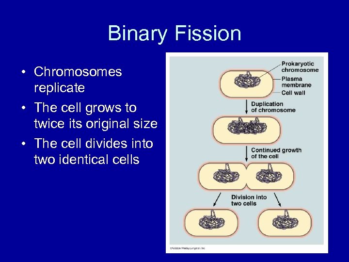 Binary Fission • Chromosomes replicate • The cell grows to twice its original size