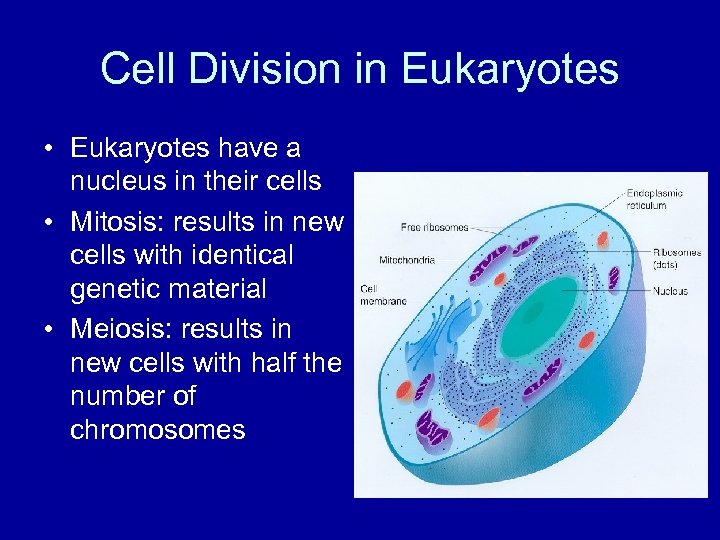 Cell Division in Eukaryotes • Eukaryotes have a nucleus in their cells • Mitosis: