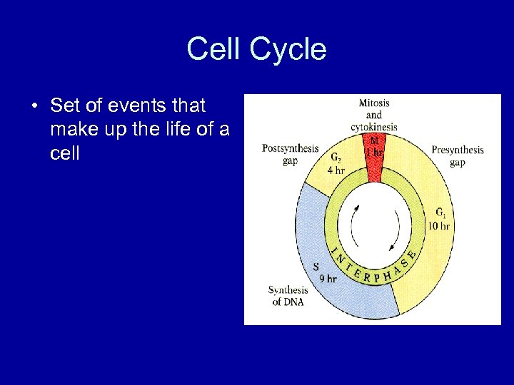 Cell Cycle • Set of events that make up the life of a cell