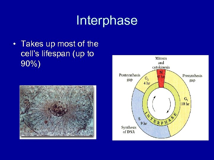 Interphase • Takes up most of the cell’s lifespan (up to 90%) 