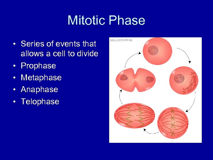 Mitotic Phase • Series of events that allows a cell to divide • Prophase