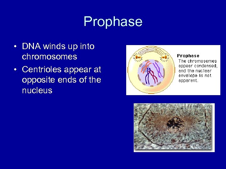 Prophase • DNA winds up into chromosomes • Centrioles appear at opposite ends of