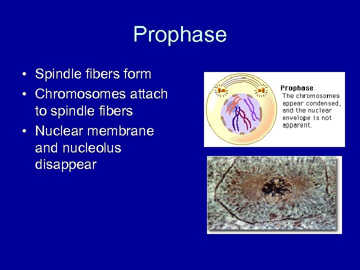 Prophase • Spindle fibers form • Chromosomes attach to spindle fibers • Nuclear membrane