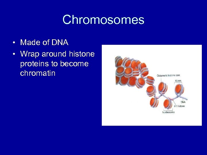 Chromosomes • Made of DNA • Wrap around histone proteins to become chromatin 