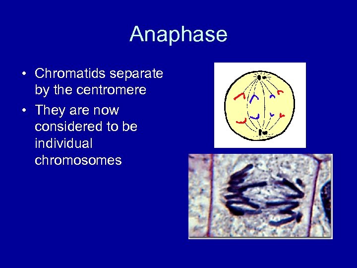 Anaphase • Chromatids separate by the centromere • They are now considered to be