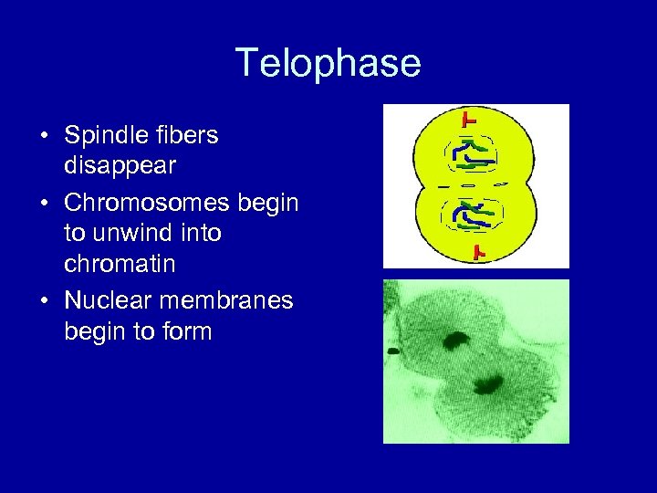 Telophase • Spindle fibers disappear • Chromosomes begin to unwind into chromatin • Nuclear