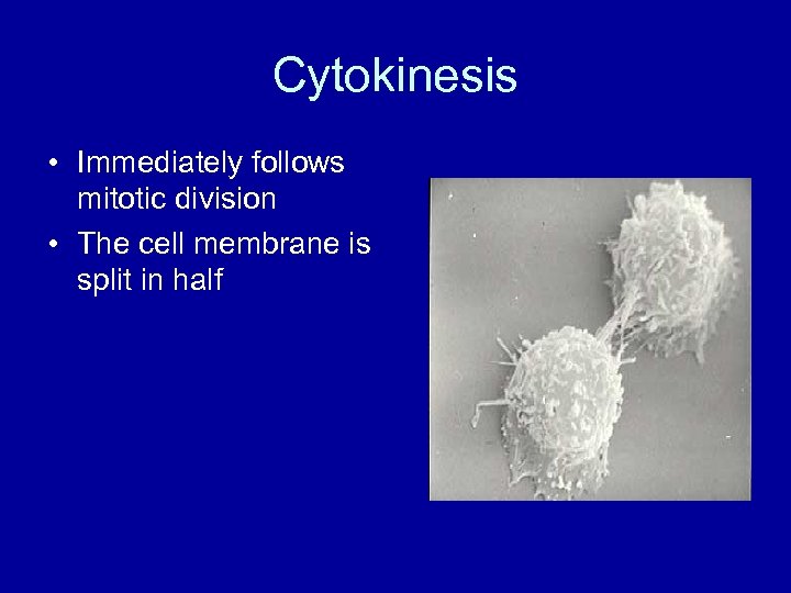 Cytokinesis • Immediately follows mitotic division • The cell membrane is split in half