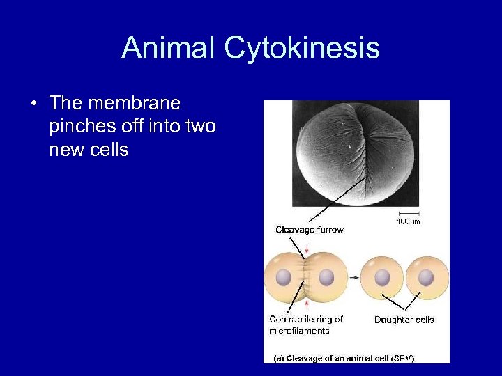 Animal Cytokinesis • The membrane pinches off into two new cells 