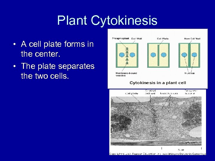 Plant Cytokinesis • A cell plate forms in the center. • The plate separates