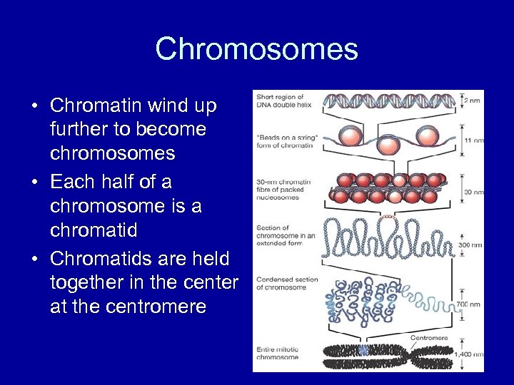 Chromosomes • Chromatin wind up further to become chromosomes • Each half of a