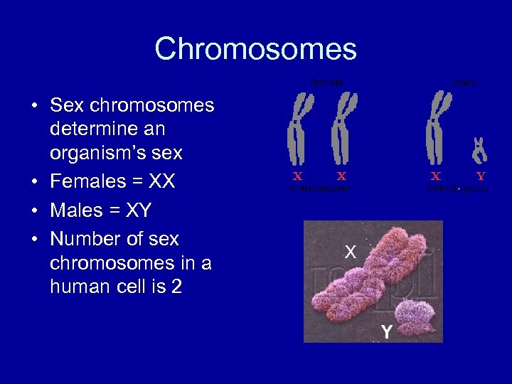 Chromosomes • Sex chromosomes determine an organism’s sex • Females = XX • Males