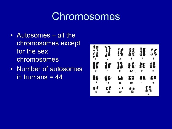 Chromosomes • Autosomes – all the chromosomes except for the sex chromosomes • Number