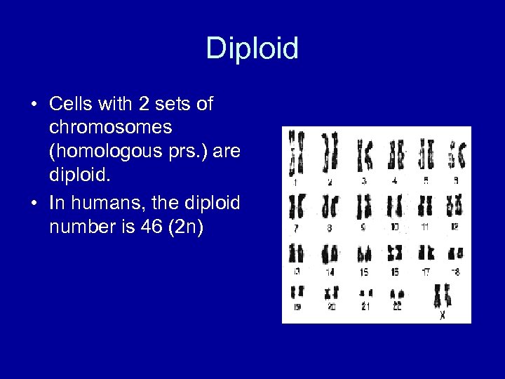 Diploid • Cells with 2 sets of chromosomes (homologous prs. ) are diploid. •