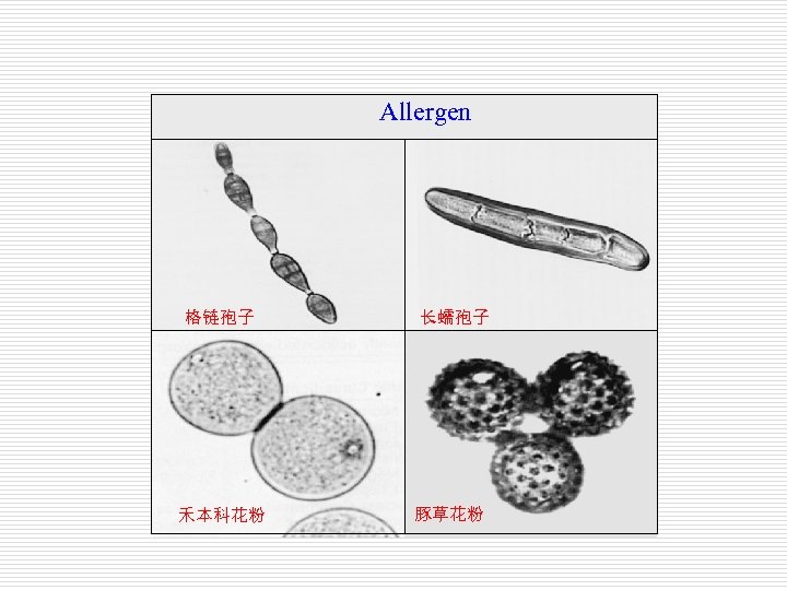 Allergen 格链孢子 禾本科花粉 长蠕孢子 豚草花粉 