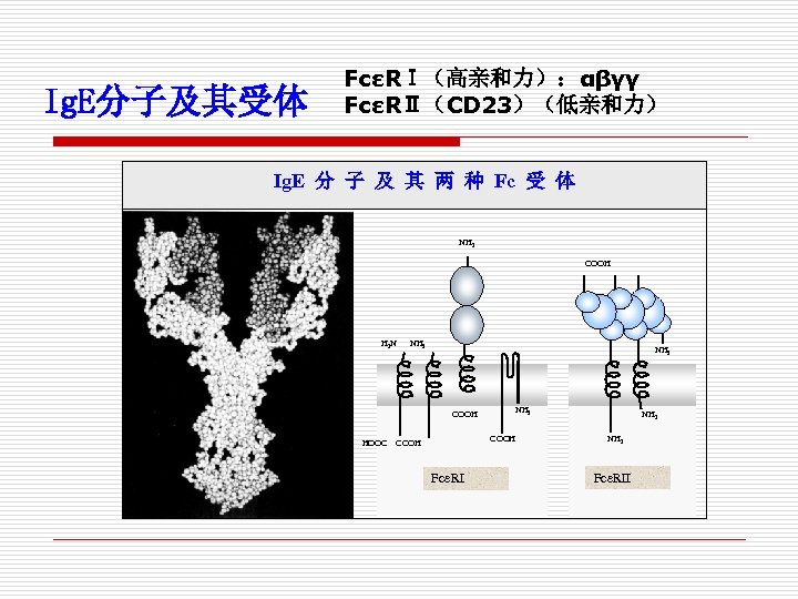 Ig. E分子及其受体 FcεRⅠ（高亲和力）：αβγγ FcεRⅡ（CD 23）（低亲和力） Ig. E 分 子 及 其 两 种 Fc