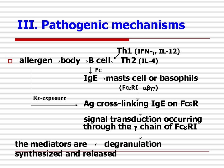 III. Pathogenic mechanisms o Th 1 (IFN- , IL-12) allergen→body→B cell← Th 2 (IL-4)