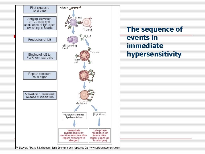 The sequence of events in immediate hypersensitivity 