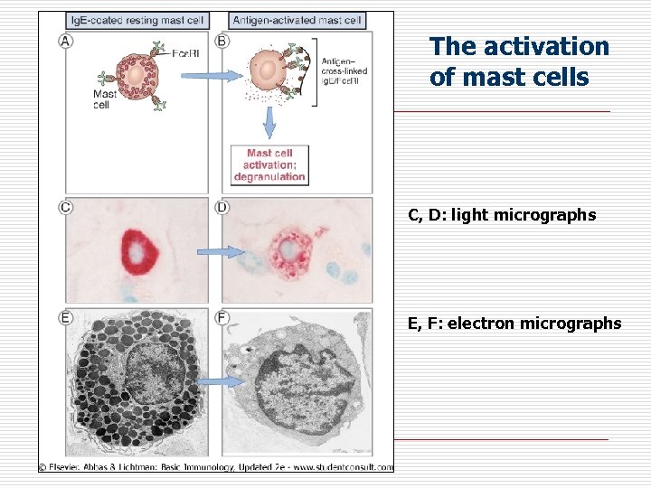The activation of mast cells C, D: light micrographs E, F: electron micrographs 