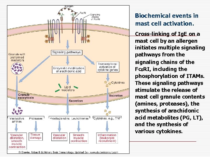 Biochemical events in mast cell activation. Cross-linking of Ig. E on a mast cell