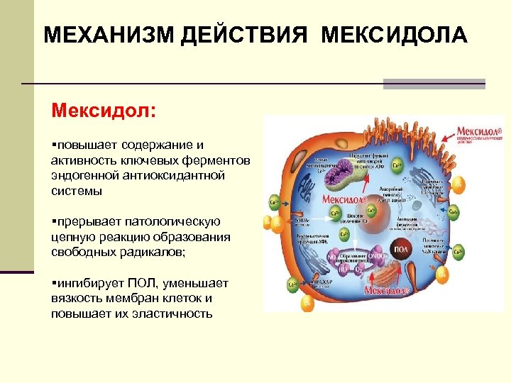 МЕХАНИЗМ ДЕЙСТВИЯ МЕКСИДОЛА Мексидол: §повышает содержание и активность ключевых ферментов эндогенной антиоксидантной системы §прерывает