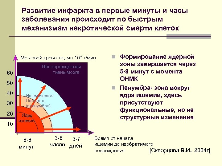 Развитие инфаркта в первые минуты и часы заболевания происходит по быстрым механизмам некротической смерти