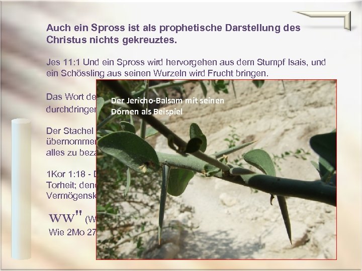 Auch ein Spross ist als prophetische Darstellung des Christus nichts gekreuztes. Jes 11: 1