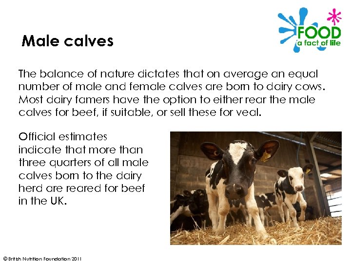 Male calves The balance of nature dictates that on average an equal number of