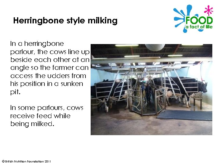 Herringbone style milking In a herringbone parlour, the cows line up beside each other