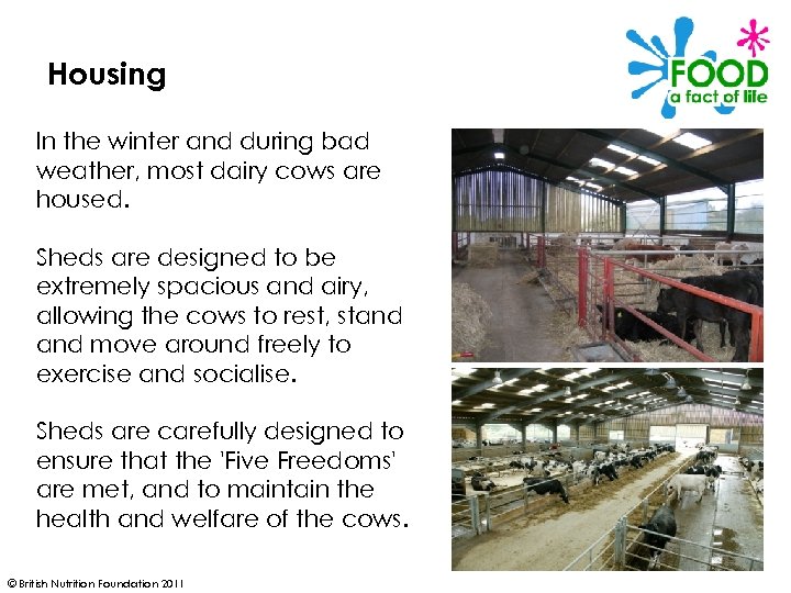 Housing In the winter and during bad weather, most dairy cows are housed. Sheds