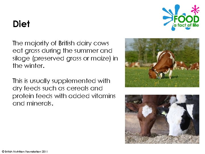 Diet The majority of British dairy cows eat grass during the summer and silage