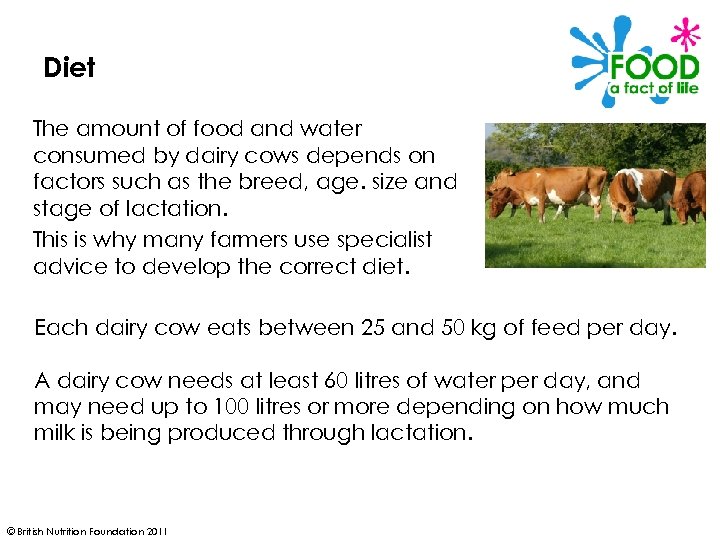 Diet The amount of food and water consumed by dairy cows depends on factors