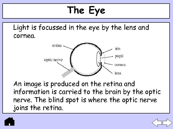 The Eye Light is focussed in the eye by the lens and cornea. An