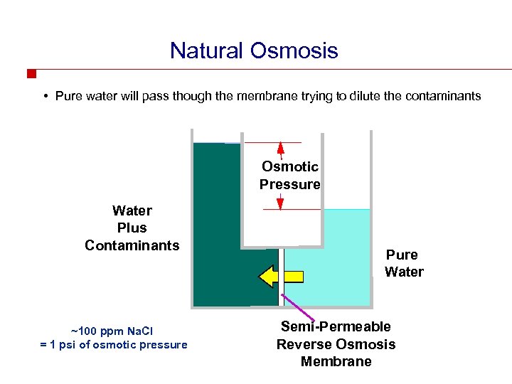 Natural Osmosis • Pure water will pass though the membrane trying to dilute the