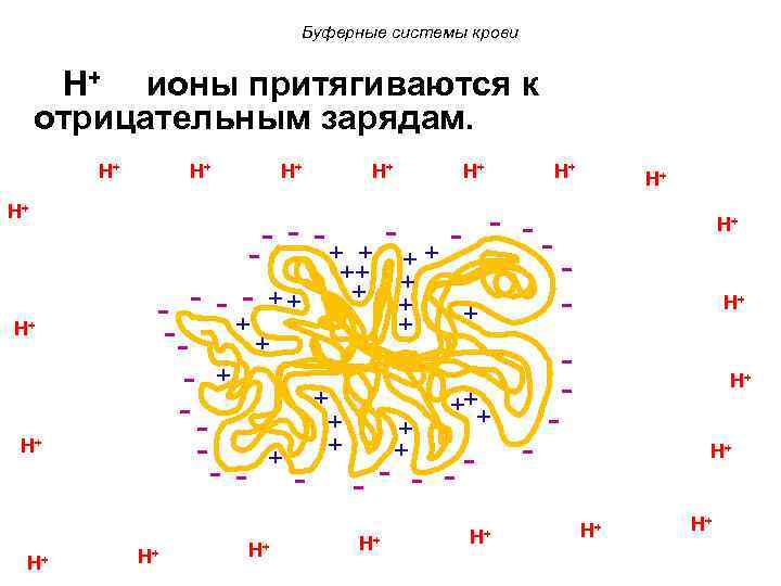 Буферные системы крови H+ ионы притягиваются к отрицательным зарядам. H+ H+ - - -+