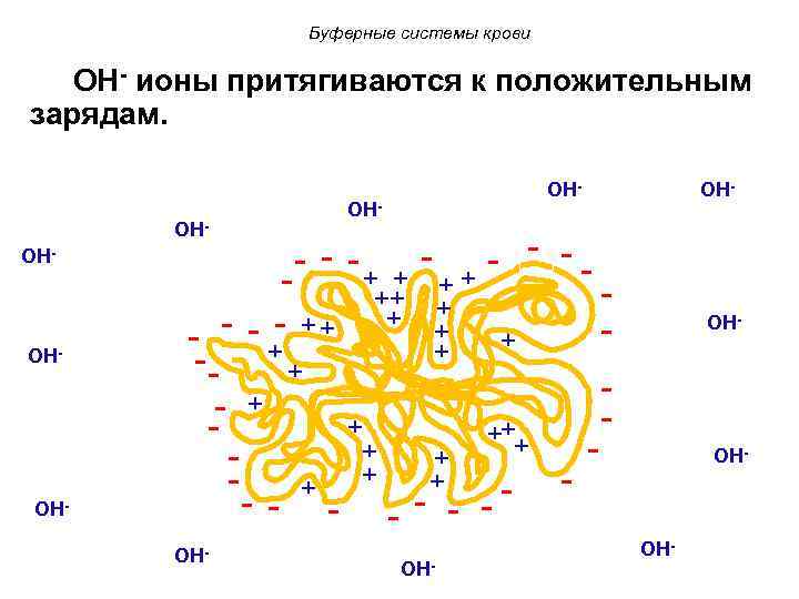 Буферные системы крови OH- ионы притягиваются к положительным зарядам. OHOH- OH- OH- - -