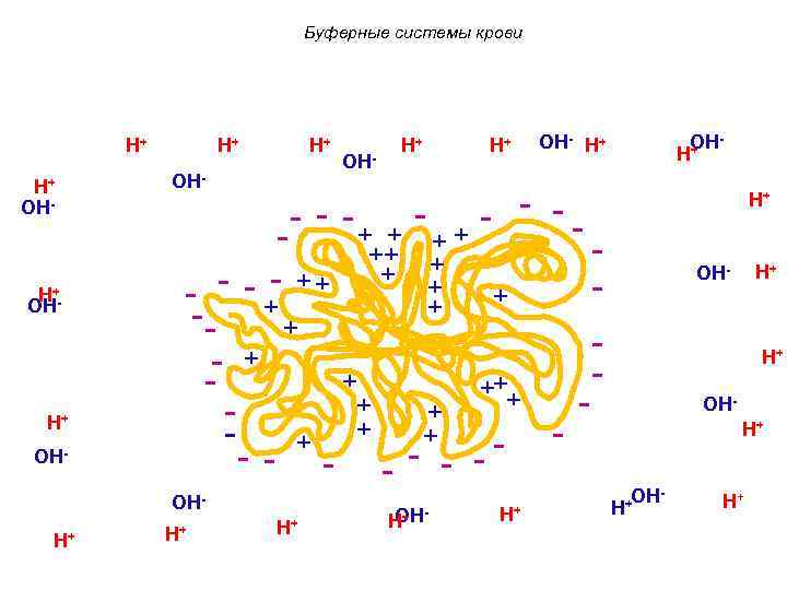 Буферные системы крови H+ H+ OH- H+OH H+ OH- H+ H+ OH- - -