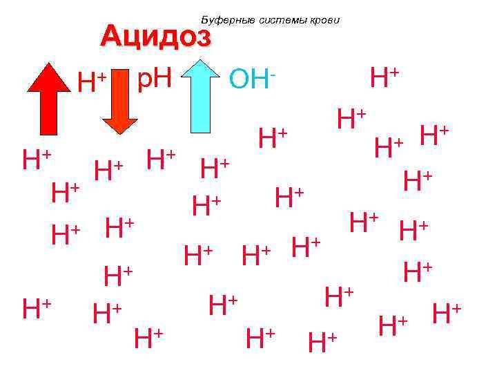 Буферные системы крови Ацидоз H+ p. H H+ OHH+ H+ H+ + H+ H