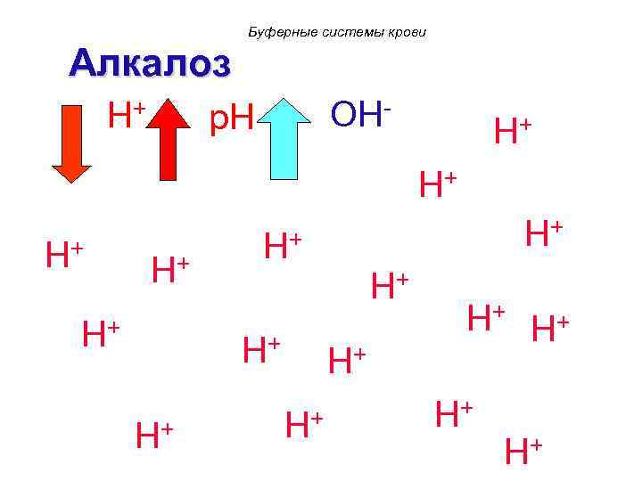 Буферные системы крови Алкалоз H+ OH- p. H H+ H+ H+ H+ 