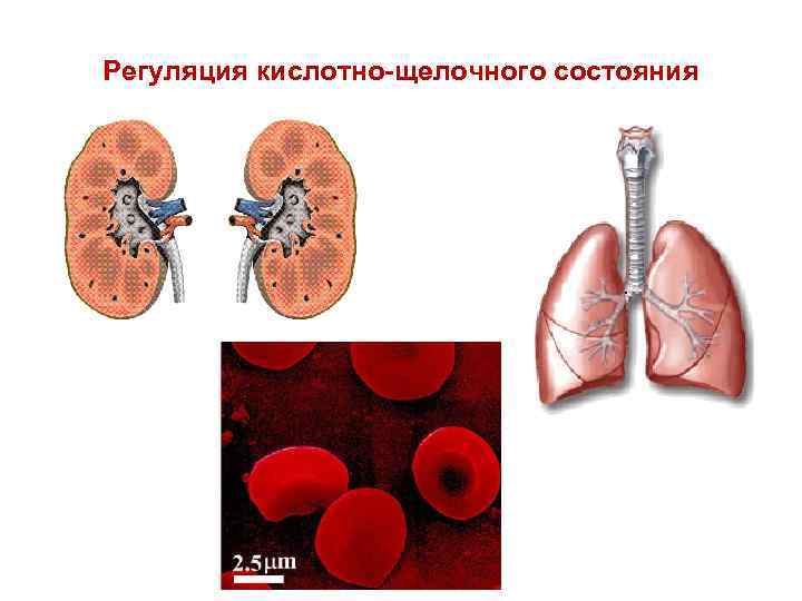 Регуляция кислотно-щелочного состояния 