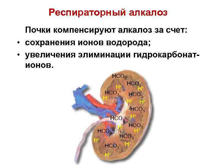 Респираторный алкалоз Почки компенсируют алкалоз за счет: • сохранения ионов водорода; • увеличения элиминации
