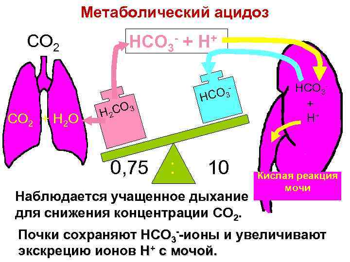 Метаболический ацидоз CO 2 + H 2 O HCO 3 - + H+ CO