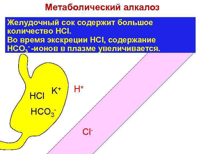 Метаболический алкалоз Желудочный сок содержит большое количество HCl. Во время экскреции HCl, содержание HCO