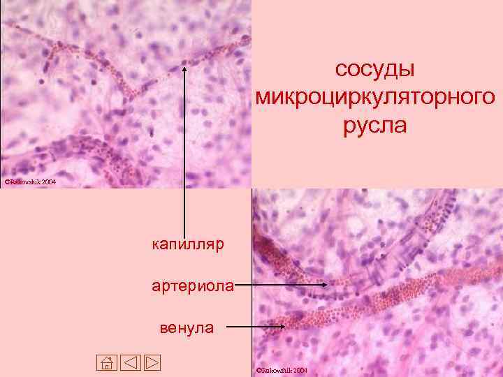 сосуды микроциркуляторного русла ©Rakovshik 2004 капилляр артериола венула ©Rakovshik 2004 