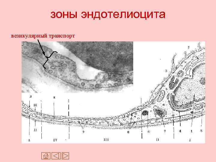 зоны эндотелиоцита везикулярный транспорт 