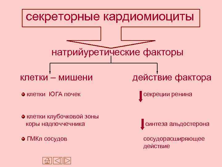 секреторные кардиомиоциты натрийуретические факторы клетки – мишени действие фактора клетки ЮГА почек секреции ренина